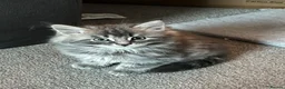 Mixed Breed cats for sale: Half Maine coon and British blue kitten in Stourbridge - Advert 8