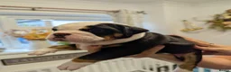 Olde English Bulldogge dogs for sale: 6 Olde English Bulldog puppies in Barry - Advert 22