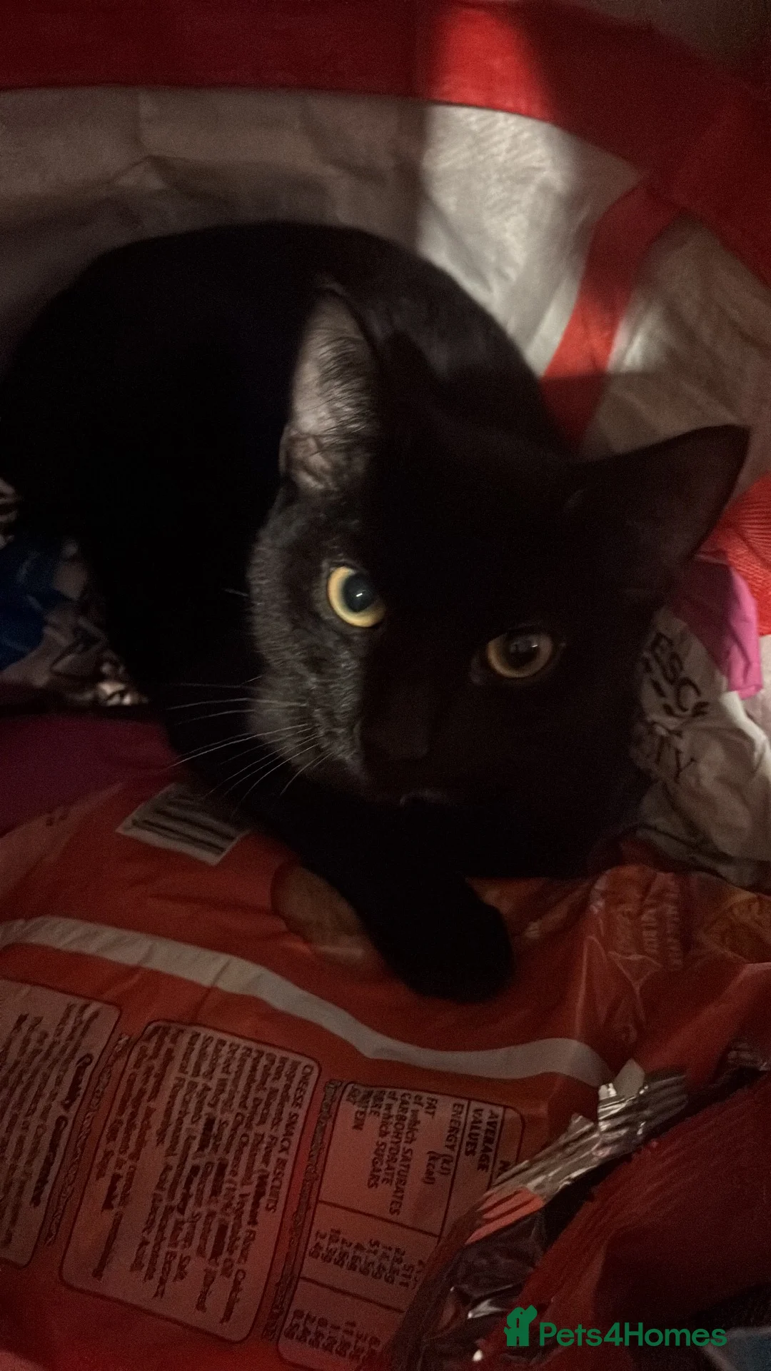 Domestic Shorthair cats for sale: 2 male kits  - Advert 3