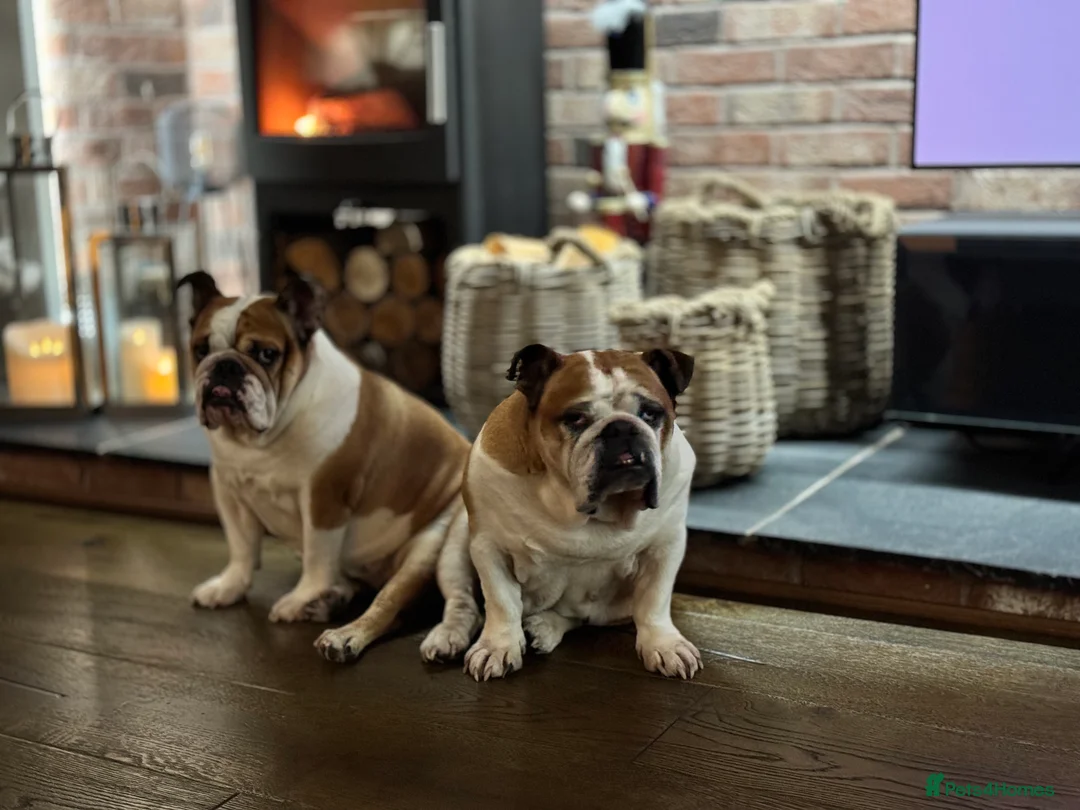 English Bulldog dogs for sale: Norma - Advert 5