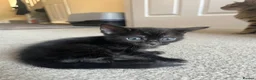Bengal cats for sale: Beautiful kittens  in Swindon - Advert 10
