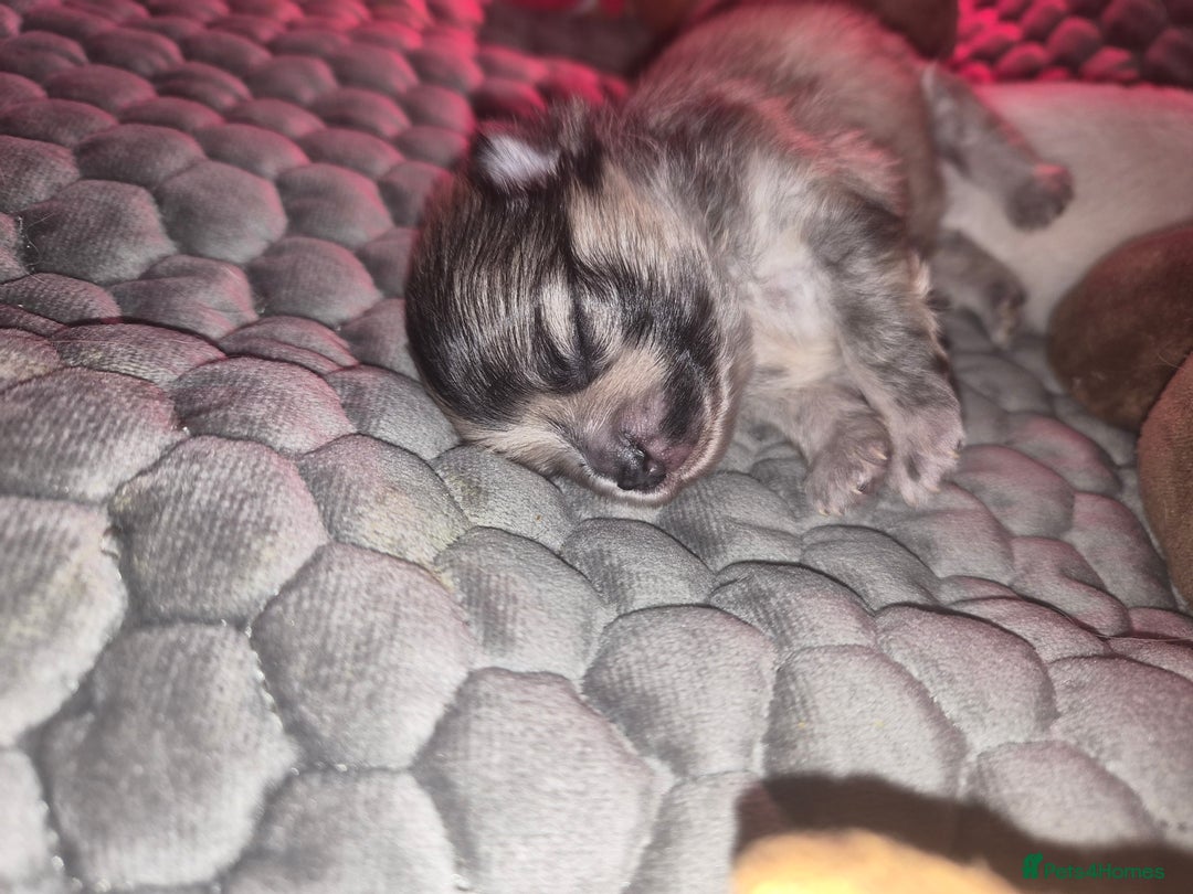 Pomeranian dogs for sale: Goergeos Pomeranian Puppy's💙❤️ - Advert 13