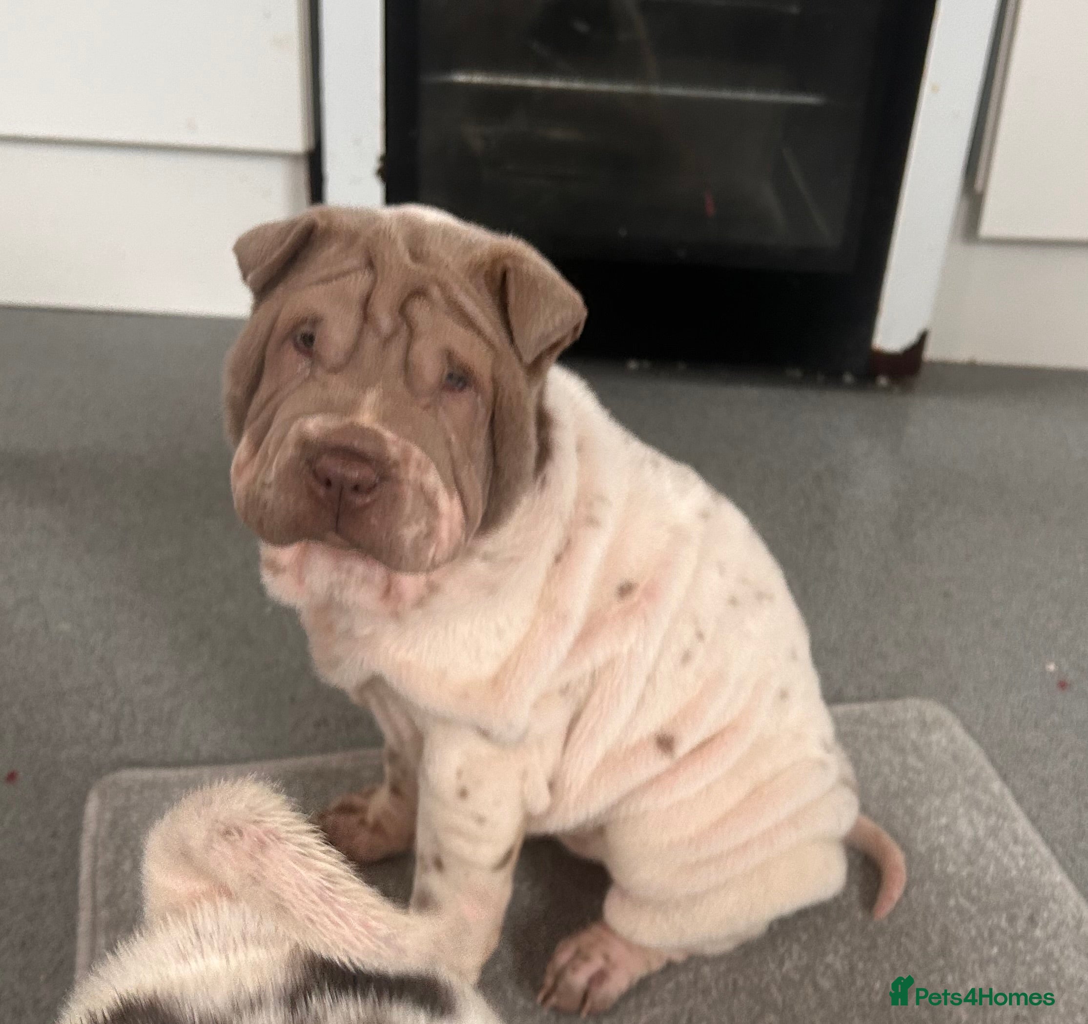 Shar Pei dogs Kc registered shar pei rare colours - Advert 1