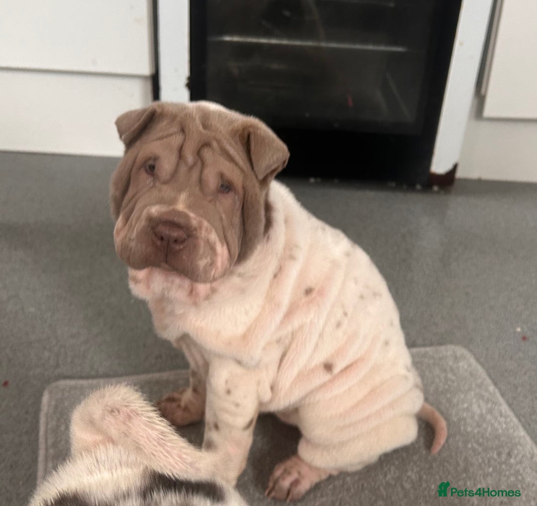 Shar Pei dogs for sale: Kc registered shar pei rare colours - Advert 4