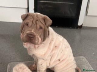 Shar Pei dogs Kc registered shar pei rare colours - Advert 2