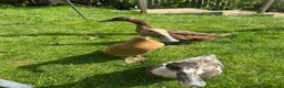 Ducks poultry for sale: Indian runner and khaki camble mixed  - Advert 7