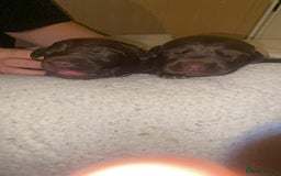 Mixed Breed dogs for sale: Beautiful Family-Raised Sheprador Puppies - Image 2