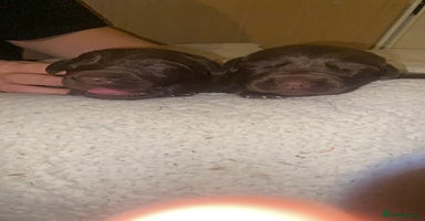 Mixed Breed dogs - Advert 8