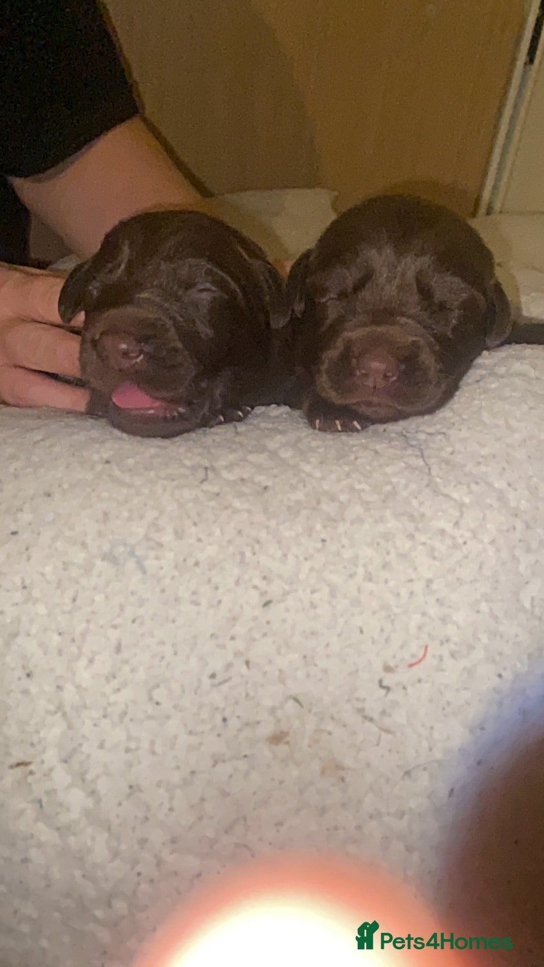 Mixed Breed dogs for sale: Beautiful Family-Raised Sheprador Puppies - Image 2