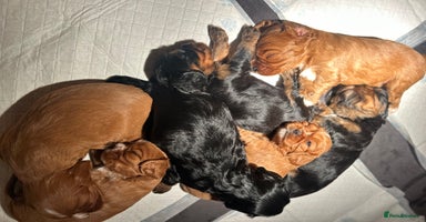 Cavalier King Charles Spaniel dogs - Advert 4