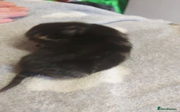Mixed Breed cats for sale: 4 beautiful kittens - Image 8