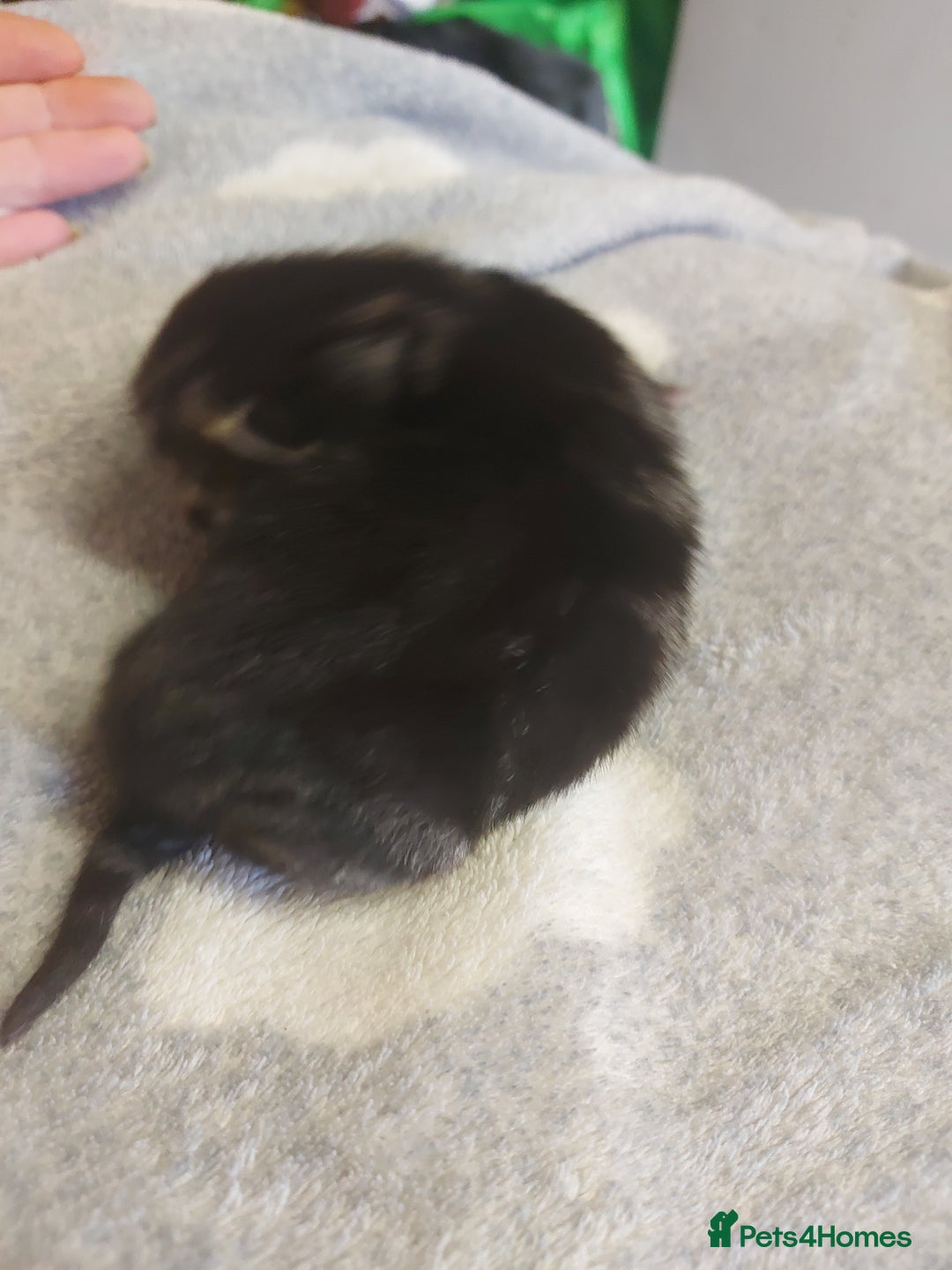 Mixed Breed cats for sale: 4 beautiful kittens - Image 8