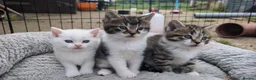 Siberian cats for sale: Gorgeous Siberian x Korat kittens - Advert 4