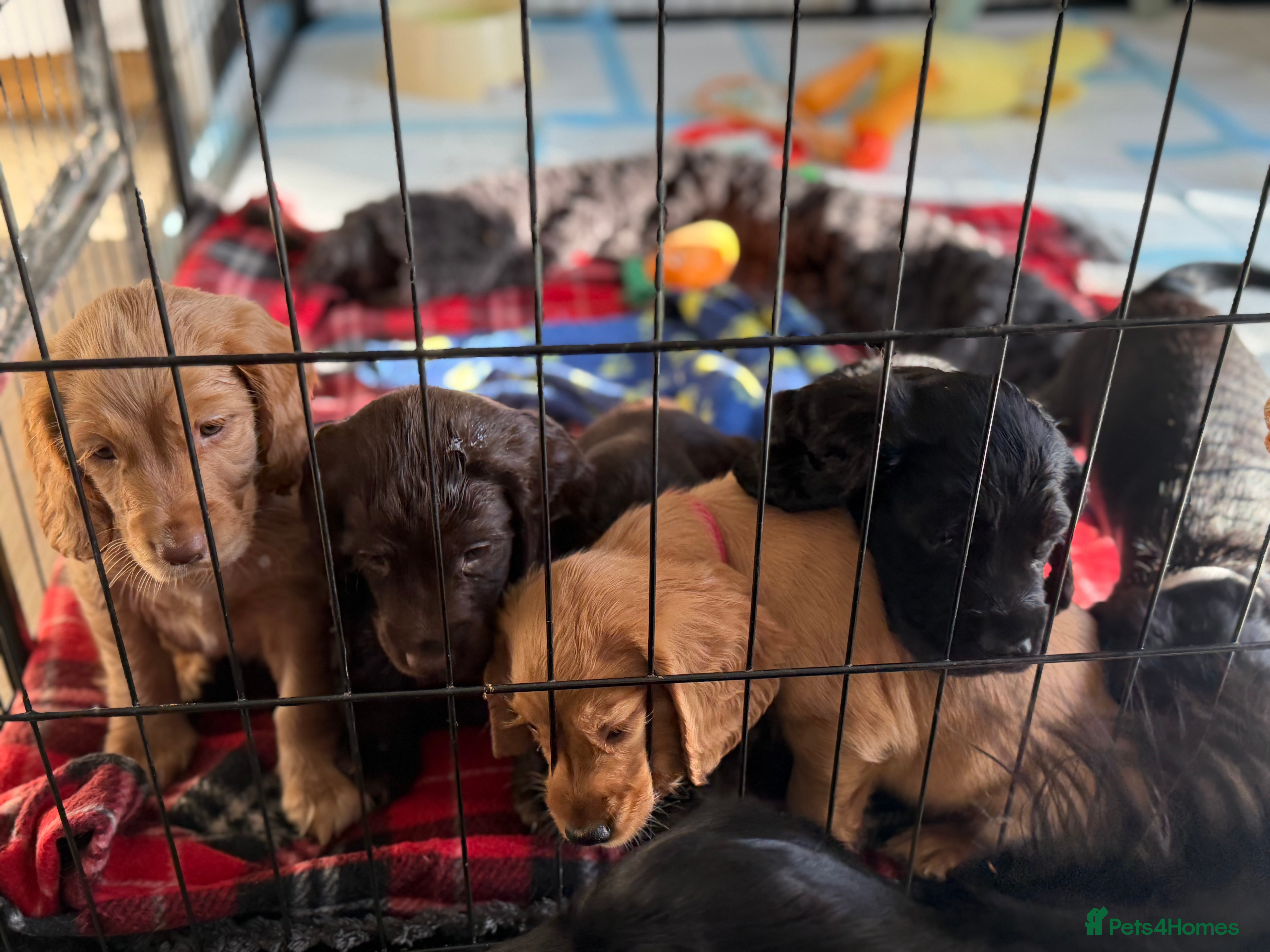 Sprocker dogs Beautiful Cocker Sprocker Pups - Advert 12