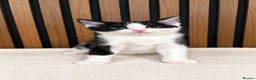 Domestic Shorthair cats for sale: Stunning Kittens | Bella's Litter | Ready Now - Advert 8