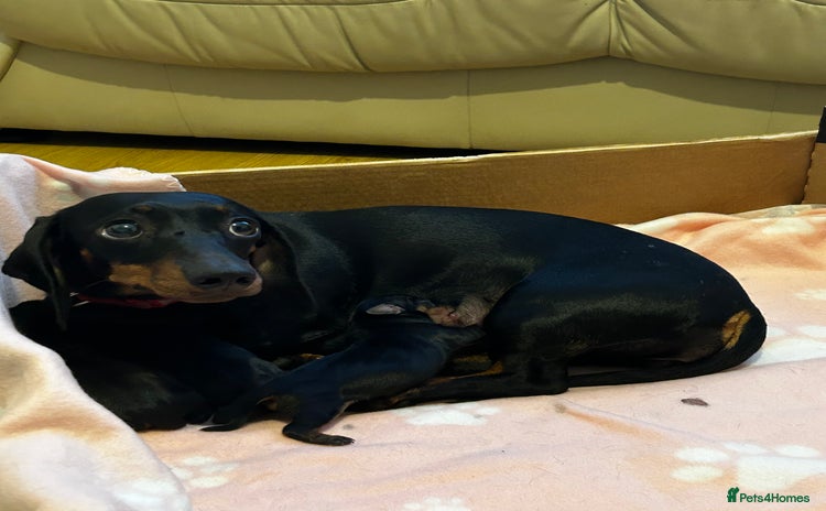 Dachshund dogs 4 dachshund puppies  - Advert 1