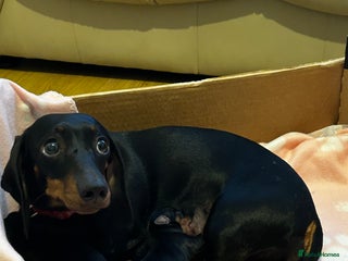 Dachshund dogs 4 dachshund puppies - Advert 1