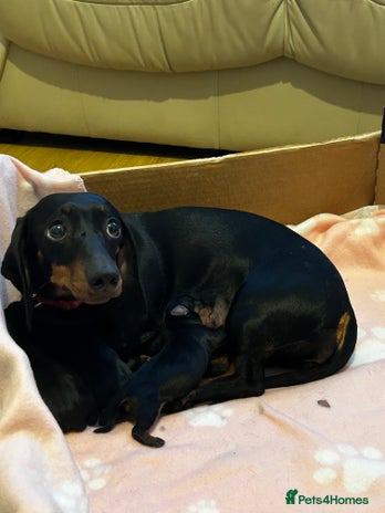 Dachshund dogs 4 dachshund puppies - Advert 3