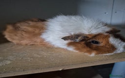 Guinea Pig rodents for sale: Sows for sale xx - Image 4