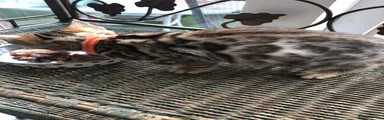 Bengal Kitten 2