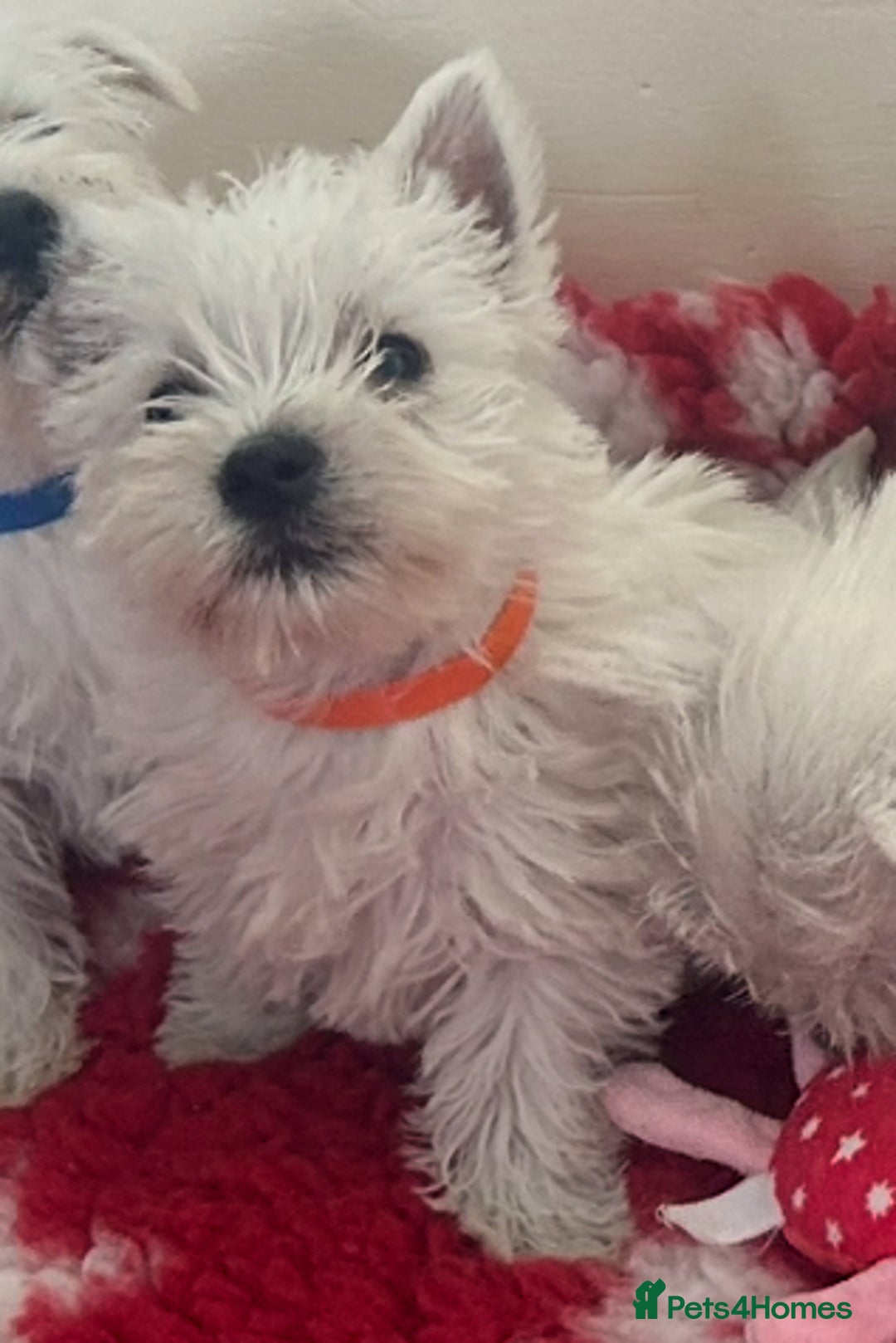 West Highland Terrier dogs for sale: 4 stunning west highland terrier puppies for sale - Image 7