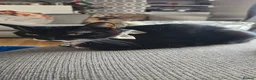 Mixed Breed cats for sale: Tabby cat ready to leave  - Advert 3