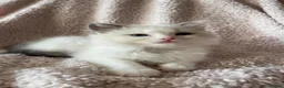 Ragdoll cats for sale: 🤍Purebred beautiful ragdoll kittens 🤍 in Hornchurch - Advert 33