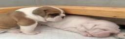 English Bulldog dogs for sale: 3 Red and white English bulldogs - Advert 4
