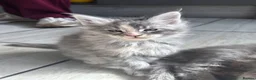 Maine Coon cats for sale: MAINECOON KITTENS🤍 last little girl left  - Advert 2