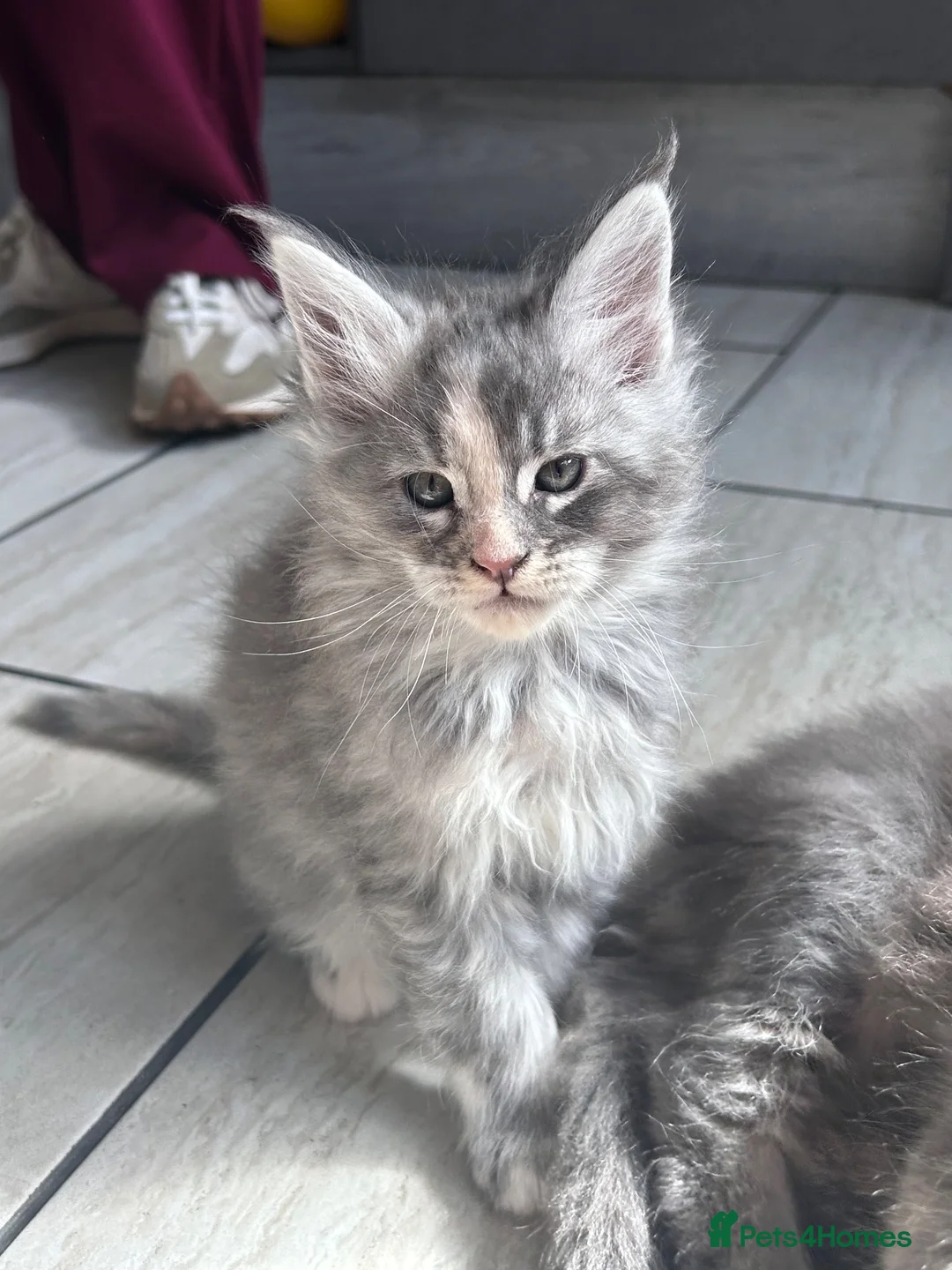 Maine Coon cats for sale: MAINECOON KITTENS🤍 last little girl left  - Advert 2