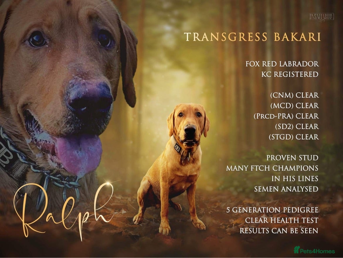 Labrador Retriever dogs Pedigree Health tested Fox Red Labrador for stud  in Wolverhampton - Advert 3