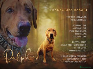 Labrador Retriever dogs Pedigree Health tested Fox Red Labrador for stud in Wolverhampton - Advert 20