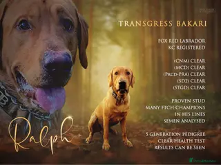 Labrador Retriever dogs Pedigree Health tested Fox Red Labrador for stud in Wolverhampton - Advert 22