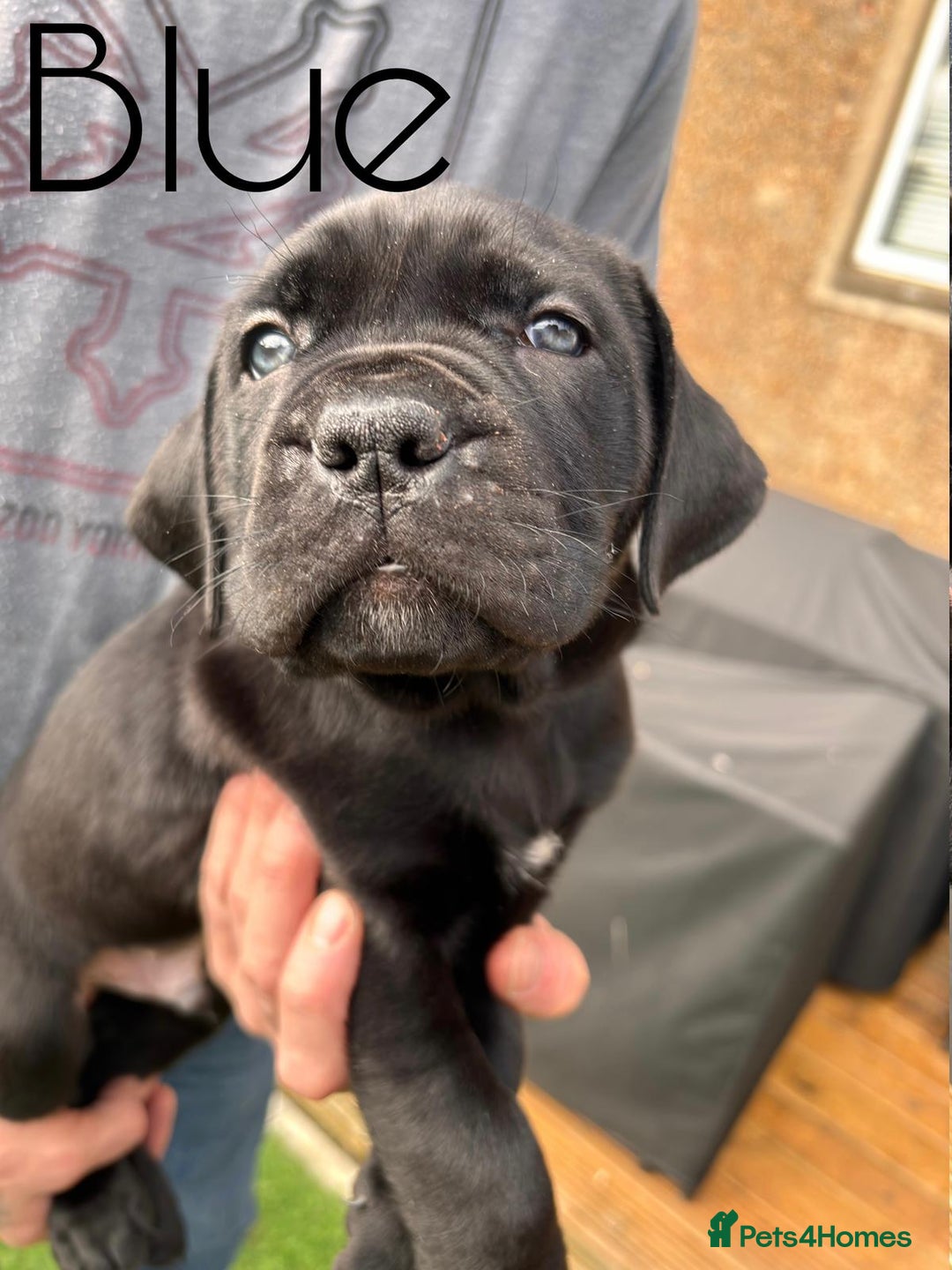 Cane Corso dogs for sale: Cane corso x pups - Image 14