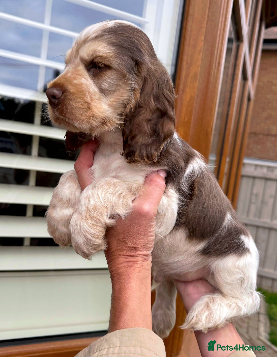 Cocker Spaniel dogs for sale: Quality Simbawood Sable Show Type Cocker Spaniels  - Image 4
