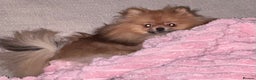 Pomeranian dogs for sale: Sweet little Lila  - Advert 8