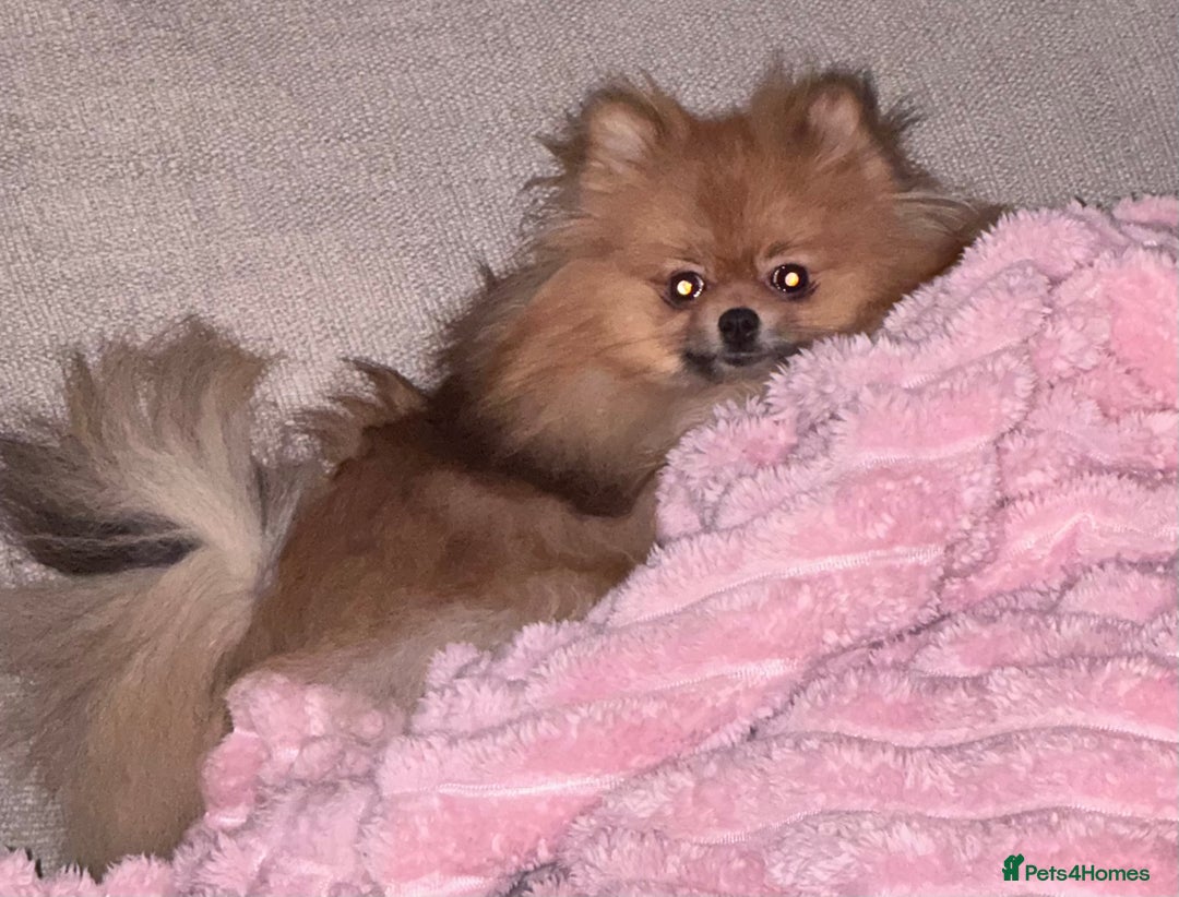 Pomeranian dogs for sale: Sweet little Lila  - Advert 8