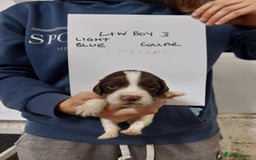 Sprocker dogs for sale: Sprocker ( Springer x Cocker ) pups for sale - Image 23