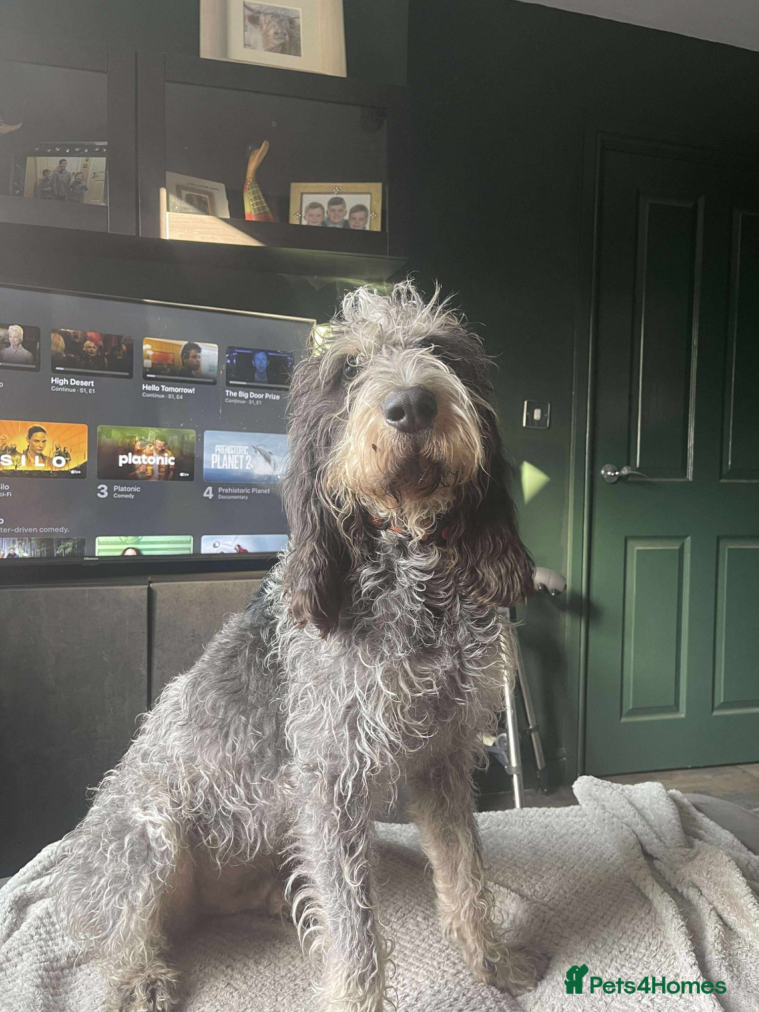 Mixed Breed dogs Beautiful Griffon Bleu de Gascogne for adoption - Advert 1