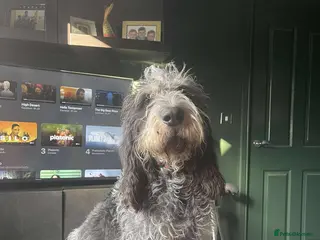 Mixed Breed dogs Beautiful Griffon Bleu de Gascogne for adoption - Advert 1