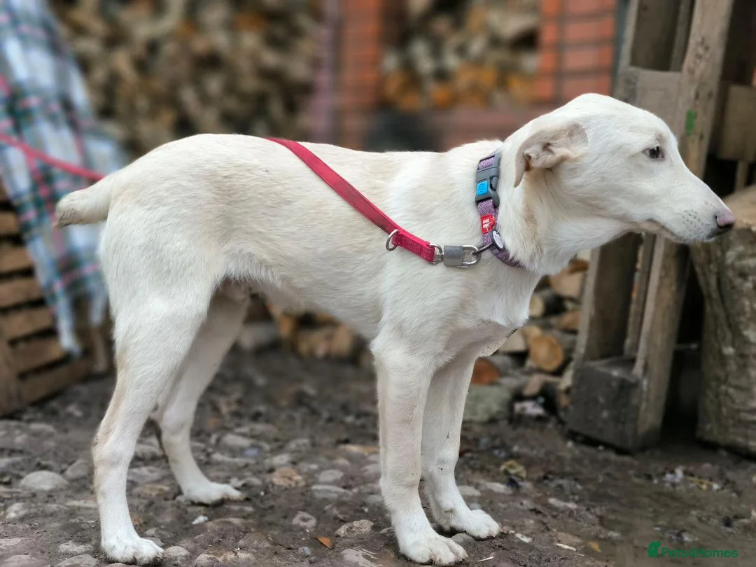 Mixed Breed dogs for adoption: 💙Morozko💙 - 8.5-month-old joyful boy - Advert 7