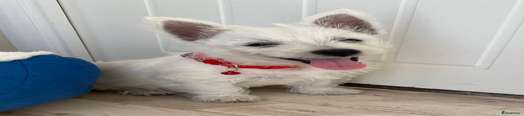 West Highland Terrier Puppy 3