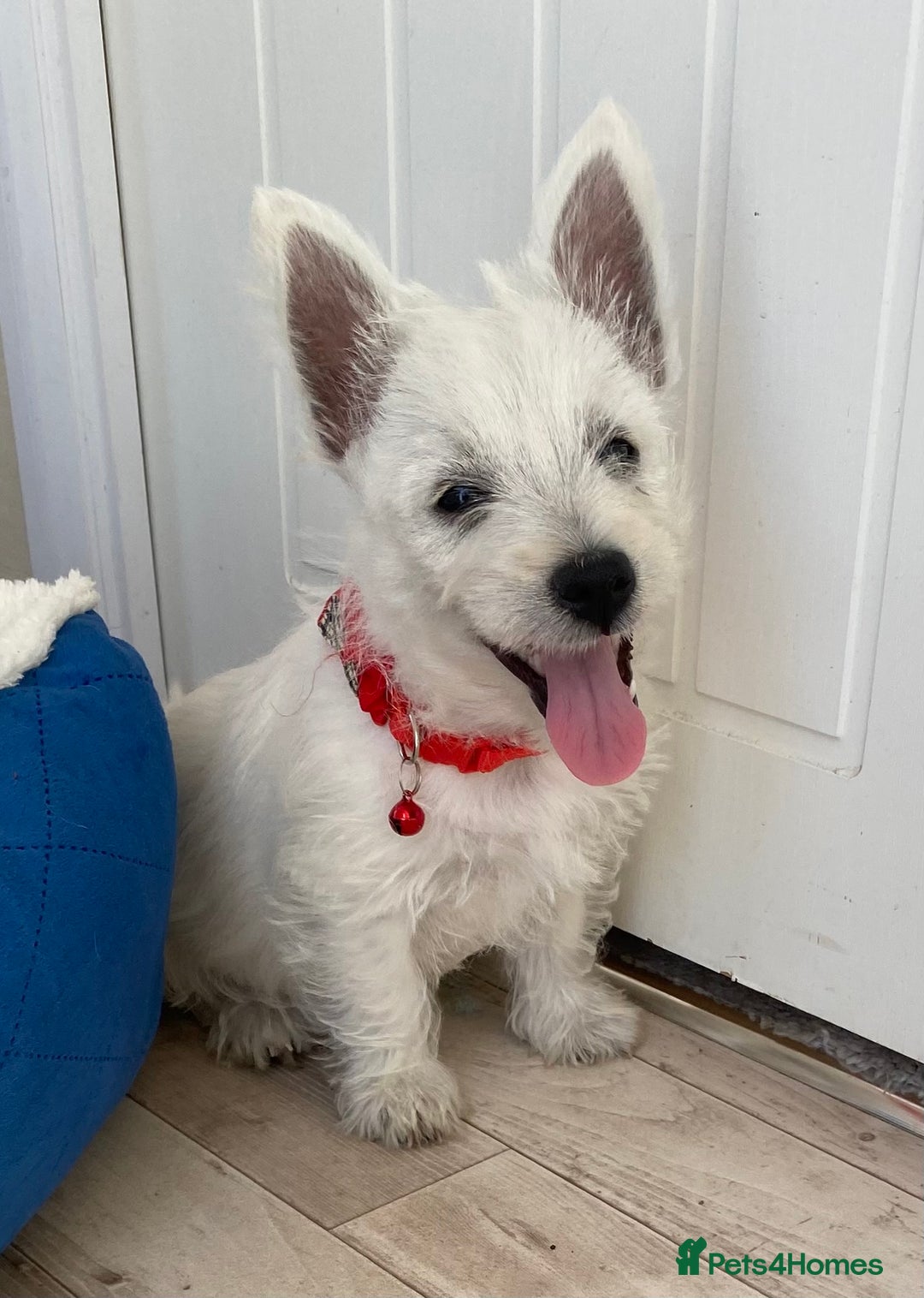 West Highland Terrier dogs for sale: Adorable WestHighland White Pups - Image 3