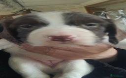 English Springer Spaniel dogs for sale: Beautiful Litter of English Springer Spaniels  - Image 4