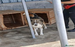 Mixed Breed dogs for adoption: Denver, 2 yrs approx. Available for adoption. - Image 2