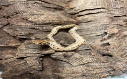 Snake reptiles for sale: Hognose Breeding Pair and Babies - Image 9