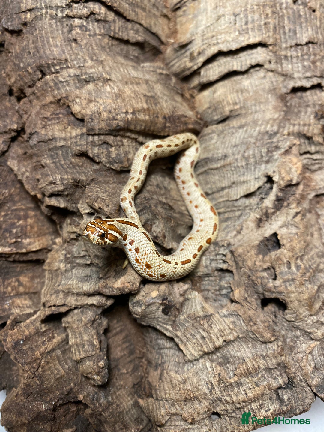 Snake reptiles for sale: Hognose Breeding Pair and Babies - Image 9