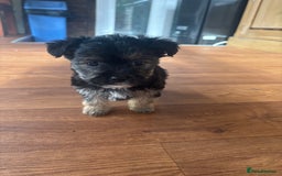 Morkie dogs for sale: 3 little morkies for sale  - Image 7