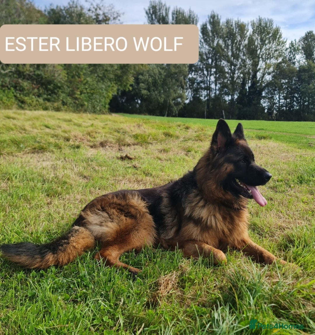 German Shepherd dogs for sale: KC, Top Quality Long Hair GSD Puppies  - Advert 11