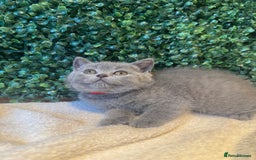 British Shorthair cats for sale: 💕British Shorthair Blue Kittens💕 - Image 29